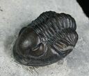 Scarce Pseudodechenella Trilobite - Centerfield Limestone #5748-2